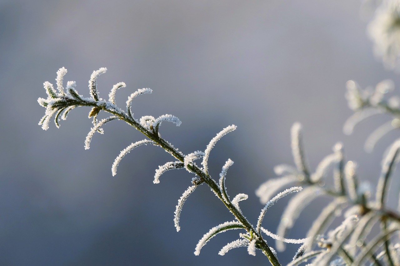 How to Create a Garden with Native Plants